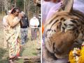 RIP 'कॉलरवाली'! पेंचमधील लाडक्या वाघिणीला भावूक निरोप; पाहा Photos - Marathi News | rip collarwali tigress death pench photos | Latest national Photos at Lokmat.com