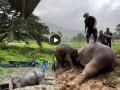 Elephant Rescue Video: बेशुद्ध हत्तीला डॉक्टरनं दिला CPR, जीवदान मिळालं; ७ फूट खड्ड्यात फसलेल्या हत्तीण अन् पिल्लाची कहाणी...  - Marathi News | Watch Video Mother Elephant Rescued With Calf In Thailand Vets Give Cpr To Save Elephant Viral Video On Social Media | Latest international News at Lokmat.com