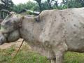 बुलढाणा जिल्ह्यात लम्पी स्कीनमुळे दोन जनावरांचा मृत्यू - Marathi News | Two animals died due to lumpy skin in Buldhana district | Latest buldhana News at Lokmat.com