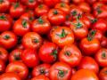 टोमॅटो विषारी? छे! कुणी सांगितलं?...तो तर कामोत्तेजक!! वाचा... - Marathi News | tomatoes not poisonous its very useful read it here | Latest food News at Lokmat.com