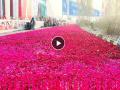 प्रियांका गांधींच्या स्वागतासाठी रस्त्यावर 2 Km पर्यंत गुलाबाच्या पाकळ्यांचा खच, तब्बल ६ हजार किलो फुलांचा वापर; पाहा Video - Marathi News | rose petals thick layer carpeted for two km to welcome priyanka gandhi in front of raipur airport | Latest national News at Lokmat.com