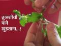 Tulasi Plant Tips: तुळशीची पाने खुडताना 'हे' नियम लक्षात ठेवा, सोबतच लक्ष्मी मातेचा वरदहस्त मिळवा! - Marathi News | Tulasi Plant Tips: Keep these rules in mind while plucking Tulsi leaves and get blessings from Goddess Lakshmi! | Latest bhakti News at Lokmat.com