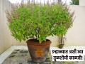 Tulasi Plant Tips: उन्हाळ्यातही तुळस ताजी, टवटवीत आणि बहरलेली दिसावी वाटत असेल तर फॉलो करा 'या' टिप्स! - Marathi News | Tulasi Plant Tips: Follow these tips to keep Tulasi looking fresh, vibrant and blooming even in summer! | Latest bhakti News at Lokmat.com