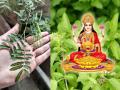 Vastu Shastra: तुळशीच्या बाजूला लावा 'ही' रोपं, मिळेल लक्ष्मी मातेचा आशीर्वाद आणि होईल दामदुप्पट लाभ! - Marathi News | Vastu Shastra: Plant 'this' plant next to Tulsi, you will get the blessings of Goddess Lakshmi and you will get double benefits! | Latest bhakti News at Lokmat.com