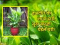 Vastu Tips: घरात तणाव आणि आर्थिक चणचण असेल तर हळदीचे रोप लावा; अधिक माहिती वाचा! - Marathi News | Vastu Tips: If there is tension and financial problems in the house, plant a turmeric plant; Read more information! | Latest bhakti News at Lokmat.com