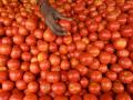 टोमॅटो आवक वाढली अन बाजारभावाची 'लाली' उतरली - Marathi News | The arrival of tomatoes increased and the 'redness' of the market price came down | Latest agriculture News at Lokmat.com