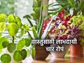 Vastu Tips: 'या' चार रोपांमध्ये आहे सकारात्मकता आकर्षून घेण्याची ताकद; वास्तूसाठी अतिशय उपयोगी! - Marathi News | Vastu Tips: These four plants have the power to attract positivity; Very useful for architecture! | Latest bhakti Photos at Lokmat.com