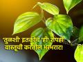 Vastu Tips: बुधवारी तुळशीबरोबरच आणा 'ही' महत्त्वाची रोपं; तुमच्या वास्तूची होईल भरभराट! - Marathi News | Vastu Tips: Bring these important plants along with Tulsi on Wednesday; Your house will flourish! | Latest bhakti Photos at Lokmat.com
