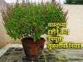 Vastu Tips: तुळशीचे अनेक प्रकार आहेत; पण आपल्या वास्तुसाठी योग्य तुळस कोणती ते जाणून घ्या! - Marathi News | Vastu Tips: There are many types of Tulsi; But know which Tulsa is right for your Vaastu! | Latest bhakti News at Lokmat.com