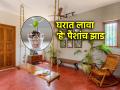 Astrology Tips : पावसाळ्याआधीच्या गुरुवारी 'हे' रोप लावा; भविष्यात होईल लाभच लाभ! - Marathi News | Astrology Tips : Plant this plant on the Thursday before monsoon; In the future, there will be benefits! | Latest bhakti News at Lokmat.com