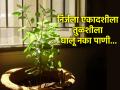 Nirjala Ekadashi 2024: इतर दिवशी तुळशीला पाणी घाला, पण एकादशीच्या दिवशी अजिबात नाही; वाचा नियम! - Marathi News | Nirjala Ekadashi 2024: Add water to Tulsi on other days, but not at all on Ekadashi; Read the rules! | Latest bhakti News at Lokmat.com