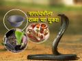 Nag Panchami 2024: नागपंचमीला 'या' वस्तूंचा वापर करू नका; अकारण निर्माण होईल सर्पदोष! - Marathi News | Nag Panchami 2024: Don't use 'these' items on Nag Panchami; Sarpadosh will arise for no reason! | Latest bhakti Photos at Lokmat.com