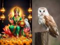 Navratri 2024: लक्ष्मी मातेने वाहन म्हणून घुबडाची निवड का केली असावी? घुबड दिसणे शुभ की अशुभ? वाचा! - Marathi News | Navratri 2024: Why might Goddess Lakshmi have chosen an owl as a vehicle? Seeing an owl is auspicious or inauspicious? Read on! | Latest bhakti News at Lokmat.com