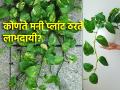 Vastu Tips: भेटीत मिळालेले किंवा चोरून आणलेले मनी प्लांटच लाभदायी ठरते का? जाणून घ्या सत्य! - Marathi News | Vastu Tips: Is a money plant received as a gift or stolen beneficial? Know the truth! | Latest bhakti News at Lokmat.com