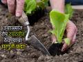 किचनमधले 'हे' ३ पदार्थ उन्हाळ्यातही तुमच्या कुंडीतली रोपं ठेवतील टवटवीत, कोमेजणार नाही एकही झाड - Marathi News | Gardening Tips: These three kitchen items will keep your plants fresh and vibrant even in summer! | Latest sakhi News at Lokmat.com