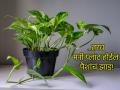 Vastu Tips: घरात मनी प्लांट आहे पण आर्थिक लाभ होत नाही? नक्कीच होत आहेत 'या' चुका! - Marathi News | Vastu Tips: There is a money plant in the house but it is not yielding financial benefits? These mistakes are definitely being made! | Latest bhakti News at Lokmat.com