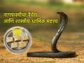Nag Panchami 2025: नागपंचमी का साजरी केली जाते, यामागील पौराणिक कथा वाचलीत का? - Marathi News | Nag Panchami 2025: Why is Nag Panchami celebrated, have you read the mythology behind it? | Latest bhakti News at Lokmat.com