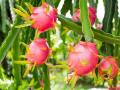 ड्रॅगन फ्रुटची शेती; आष्टीचे शेतकरी होताहेत मालामाल - Marathi News | Cultivation of dragon fruit is a commodity for Ashti farmers | Latest agriculture News at Lokmat.com