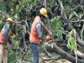 वृक्ष छाटणीसाठी पोलिस संरक्षण द्या ! पर्यावरणप्रेमींच्या विरोधामुळे पालिकेचे साकडे - Marathi News | municipality asks for police to help protection for tree trimming due to the opposition of the environmentalists | Latest mumbai News at Lokmat.com