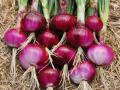 रांगडा लाल कांदा येईल काढणीला,आधीच्या कांद्यालाच मिळेना भाव - Marathi News | Creepy red onion will be harvested, the previous onion will not get the price | Latest agriculture News at Lokmat.com