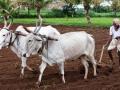 केवायसी न केल्याचा फटका; 30 हजार शेतकरी 'नमो शेतकरी' ला मुकणार - Marathi News | 30 thousand farmers will miss 'Namo farmers' | Latest agriculture News at Lokmat.com