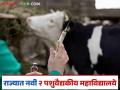 राज्यात या दोन ठिकाणी नवीन पशुवैद्यक पदवी महाविद्यालय होणार; वाचा सविस्तर - Marathi News | Will there be a new veterinary degree college in these two places in the state? Read in detail | Latest agriculture News at Lokmat.com