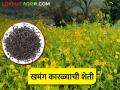 पाण्याचा ताण सहन करणाऱ्या कारळा पिकाची लागवड कशी कराल? - Marathi News | How to cultivate water stress resistant niger oilseed crop? | Latest agriculture News at Lokmat.com