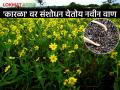 कोकण कृषी विद्यापीठाने शोधली कारळा तेलबिया पिकाची नवी जात - Marathi News | Konkan Agricultural University has discovered a new variety of niger oilseed crop | Latest agriculture News at Lokmat.com
