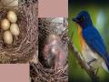 पक्षी सप्ताह विशेष: नीलिमा पक्ष्याची एकाच जागी दुसऱ्या वर्षी वीण!, यंदाचा हंगाम राहिला २६ दिवसांचा - Marathi News | The blue bird mates for the second year in the same place at Khend in Chiplun | Latest ratnagiri News at Lokmat.com