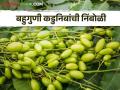 Organic Farming : शेतकऱ्यांनो! कडुनिंबाच्या निंबोळ्या साठवून ठेवा, वाचा शेतीसाठी काय फायदे? - Marathi News | Latest News Use of nimboli extract for biological pest control see details | Latest agriculture News at Lokmat.com