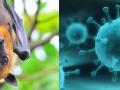 निपाह व्हायरस : राज्यभरात ‘अलर्ट’ - Marathi News |  Nepah Virus: 'Alert' across the state | Latest nagpur News at Lokmat.com