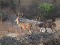 ज्ञानगंगा अभयारण्यात यावर्षी ९८२ वन्य प्राण्यांचे दर्शन - Marathi News | Dnyanganga Wildlife Sanctuary, this year 9 82 exhibited wild animals | Latest buldhana News at Lokmat.com