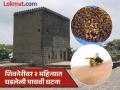 तोंड, मानेवर डंख; जवळपास १७० काटे काढले, पर्यटकाची कुशलता, शिवनेरीवर पुन्हा मधमाशांचा हल्ला - Marathi News | Nearly 170 stings on mouth and neck removed One person's skill bee attack on Shivneri again | Latest pune News at Lokmat.com