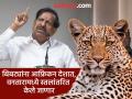 अखेर बिबट्यांच्या नसबंदीला केंद्र सरकारची मान्यता; वनमंत्री गणेश नाईक यांची माहिती - Marathi News | Finally the central government has approved the sterilization of leopards Forest Minister Ganesh Naik informed | Latest pune News at Lokmat.com