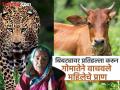 Leopard Attack: काळ आला होता, पण वेळ आली नव्हती; गोमातेने उधळून लावला बिबट्याचा खेळ - Marathi News | The time had come, but the time had not come Mother Cow ruined the leopard attack | Latest pune News at Lokmat.com