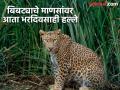 ऊसाच्या जंगलात बिबट्यांचा अड्डा, मानव-बिबट संघर्ष संपणार तरी कधी? २५ वर्षांत ५४ बळी - Marathi News | Leopards' den in sugarcane forest, when will the human-leopard conflict end? 54 deaths in 25 years | Latest pune News at Lokmat.com