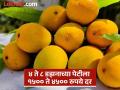 Alphonso Mango: गोड बातमी! फळांचा राजा स्वस्त झाला; हापूस आंबा एक डझन ४०० रुपये - Marathi News | | Latest pune News at Lokmat.com