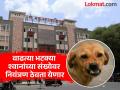 ...म्हणून भटक्या श्वानांना बसवणार मायक्रो चिप; महापालिकेच्या अभिनव योजनेला सुरुवात - Marathi News | ...so stray dogs will be microchipped; Municipal Corporation's innovative scheme begins | Latest pune News at Lokmat.com