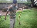 मनपा आयुक्तांच्या बंगल्यावर निघाला साप - Marathi News | Snake from Municipal Commissioner's bungalow | Latest nagpur News at Lokmat.com