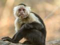घाबरलेले वानर बसले थेट शेतकऱ्याच्या कडेवर अन् ... - Marathi News | The frightened monkey sat right next to the farmer and... | Latest agriculture News at Lokmat.com