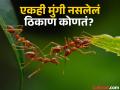 जगातील एक असं ठिकाण जिथे चुकूनही आढळत नाही मुंग्या, पाहा काय आहे याचं नेमकं कारण - Marathi News | World largest island with no ants know strange reason | Latest jarahatke News at Lokmat.com