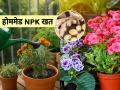 सुकलेलं आलं फेकू नका, फुलझाडांसाठी 'या' पद्धतीने वापरा, टवटवीत फुलांनी बहरतील रोपं - Marathi News | how to make homemade NPK fertilizer for plants, best fertilizer for flowering plants, how to take care of flowering plants, use of ginger for plants, ginger fertilizer for plants | Latest sakhi Photos at Lokmat.com