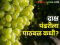 द्राक्ष उत्पादक शेतकऱ्यांना आर्थिक फटका, शासनाने 50 टक्के अनुदान देणं गरजेचं!  - Marathi News | Latest News Government needs to give 50 percent subsidy to grape farmers | Latest agriculture News at Lokmat.com
