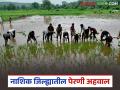 नाशिक जिल्ह्यात सततच्या पावसामुळे पेरण्यांना विलंब, भातासह इतर पेरणी किती झाली?  - Marathi News | Latest News Paddy cultivation Sowing delayed due to continuous rains in Nashik district | Latest agriculture News at Lokmat.com