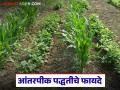 एकाचवेळी अनेक पिकं घ्या, चांगला नफा मिळवा, आंतरपीक पद्धतीकडे वाढता कल  - Marathi News | Latest News Intercropping farming Growing multiple crops same time, getting good profits, growing trend towards intercropping | Latest agriculture News at Lokmat.com