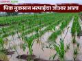 नैसर्गिक आपत्तीग्रस्त शेतकऱ्यांना ३६८ कोटी रुपयांची मदत आली? कोणत्या जिल्ह्याला किती निधी? - Marathi News | Rs 368 crore aid received for farmers affected by natural disasters? How much fund for which district? | Latest agriculture News at Lokmat.com
