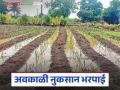 'या' जिल्ह्यातील शेतकऱ्यांना अवकाळीची नुकसान भरपाई आली, वाचा सविस्तर  - Marathi News | latest News Farmers in chandrapur district received compensation for untimely losses, read in detail | Latest agriculture News at Lokmat.com
