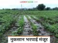 Nuksan Bharpai : उर्वरित शेतकऱ्यांची नुकसान भरपाई मंजूर, कोणत्या जिल्ह्याला किती अनुदान?  - Marathi News | Latest News Nuksan Bharpai crop damage Rs 733 crore fund approved for compensation of remaining farmers | Latest agriculture News at Lokmat.com