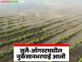 जुलै व ऑगस्ट महिन्यांतील अतिवृष्टी व पुरामुळे नुकसान झालेल्या पिकांची भरपाई आली; कोणत्या विभागाला किती मदत? - Marathi News | Compensation for crops damaged by heavy rains and floods in July and August; How much assistance to which department? | Latest agriculture News at Lokmat.com