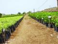 बिलोली वन विभागाने वाढविली दीड लाख रोपे - Marathi News | Biloli Forest Department raises half a million seedlings | Latest nanded News at Lokmat.com